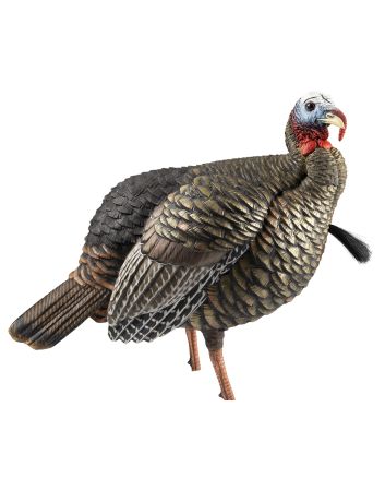 Avian X AVXAVX8105 HDR Jake Turkey Decoy Multi Color