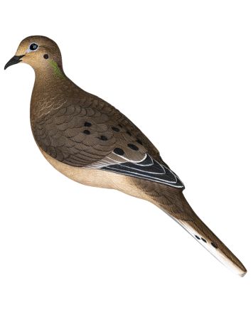 Avian X AVX-DOVE-6PKFull Body Dove Multi-Color 6 Pack