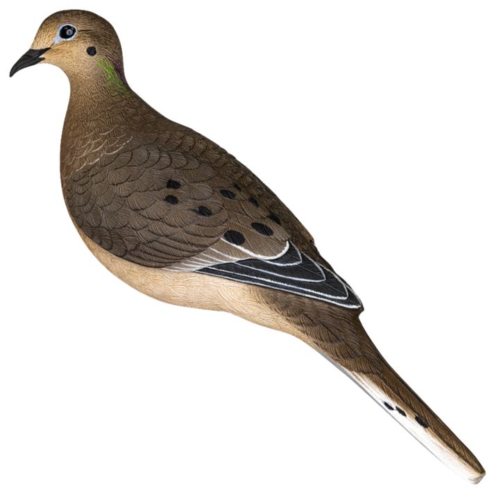 Avian X AVX-DOVE-6PKFull Body Dove Multi-Color 6 Pack